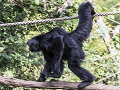 149 BIO PARC DE DOUE LA FONTAINE 5- 2016_000033